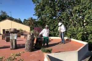 Apicultura urbana: València busca sensibilitzar a la ciutadania “de la importància de les abelles en l'entorn urbà” - (foto 3)