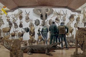 Más de 1.000 animales disecados en una finca de Bétera: así es el mayor hallazgo de especies protegidas en España