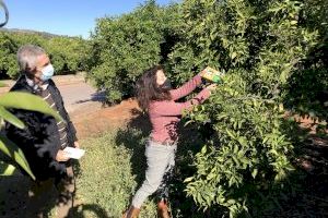 L'Ajuntament de Betxí lluita contra el cotonet de Sud-Àfrica alliberant 19.000 Cryptolaemus