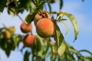 Los agricultores valencianos alertan de “escasez histórica” en la fruta de hueso y piden “un alza de precios” Los agricultores valencianos alertan de “escasez histórica” en la fruta de hueso y piden “un alza de precios”