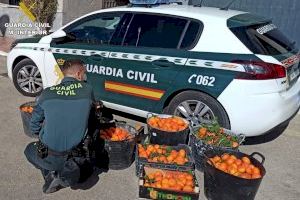 La Guardia Civil investiga a dos personas por hurtar mandarinas de una finca de San Miguel de Salinas