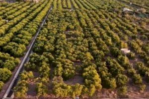 Els agricultors de Borriana sí que podran cremar les restes de podes