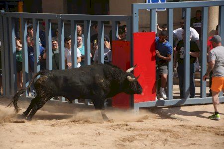 Un herido por tres cornadas en el encierro de toros cerriles de Vila-real