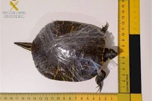 Rescatadas 46 tortugas y cangrejos vivos de un pasaje de mano en el aeropuerto de Alicante