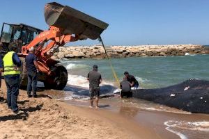 El área de Medio Ambiente de la Diputació coordina la retirada de la ballena de Tavernes de la Valldigna