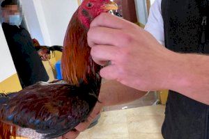 La Policia Local d'Elx intercepta un vehicle que transportava un gall de baralla malferit