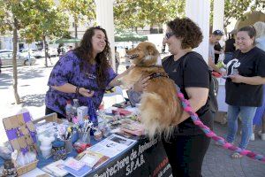 El Encuentro Animalista de Paiporta reúne a cientos de personas en la plaza Mayor - (foto 4) El Encuentro Animalista de Paiporta reúne a cientos de personas en la plaza Mayor - (foto 4)