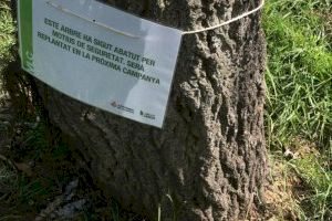 Giner denuncia "el descontrol en la poda de árboles y que los alcorques se han convertido en focos de suciedad" Giner denuncia "el descontrol en la poda de árboles y que los alcorques se han convertido en focos de suciedad"