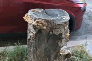 Giner denuncia "el descontrol en la poda de árboles y que los alcorques se han convertido en focos de suciedad" - (foto 2) Giner denuncia "el descontrol en la poda de árboles y que los alcorques se han convertido en focos de suciedad" - (foto 2)