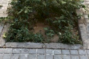 Giner denuncia "el descontrol en la poda de árboles y que los alcorques se han convertido en focos de suciedad" - (foto 3) Giner denuncia "el descontrol en la poda de árboles y que los alcorques se han convertido en focos de suciedad" - (foto 3)