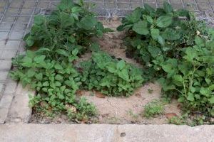 Giner denuncia "el descontrol en la poda de árboles y que los alcorques se han convertido en focos de suciedad" - (foto 4) Giner denuncia "el descontrol en la poda de árboles y que los alcorques se han convertido en focos de suciedad" - (foto 4)