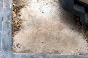 Giner denuncia "el descontrol en la poda de árboles y que los alcorques se han convertido en focos de suciedad" - (foto 5) Giner denuncia "el descontrol en la poda de árboles y que los alcorques se han convertido en focos de suciedad" - (foto 5)