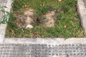 Giner denuncia "el descontrol en la poda de árboles y que los alcorques se han convertido en focos de suciedad" - (foto 6) Giner denuncia "el descontrol en la poda de árboles y que los alcorques se han convertido en focos de suciedad" - (foto 6)