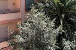Giner denuncia "el descontrol en la poda de árboles y que los alcorques se han convertido en focos de suciedad" - (foto 7) Giner denuncia "el descontrol en la poda de árboles y que los alcorques se han convertido en focos de suciedad" - (foto 7)