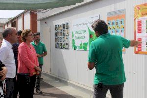Burriana amplia la batalla biològica contra el cotonet amb un insectari en el municipi Burriana amplia la batalla biològica contra el cotonet amb un insectari en el municipi
