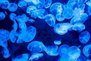 Alertan de una importante plaga de medusas este verano en las playas valencianas