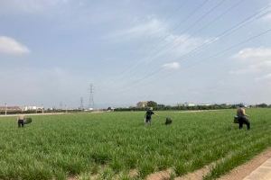 Alboraia treballa amb agricultors locals en la detecció precoç de malalties de la xufa