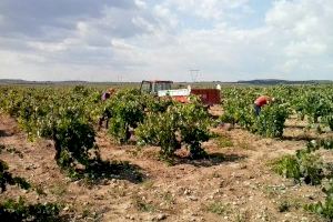 La Unión de Agricultores proporcionará vendimiadores a los agricultores que los soliciten