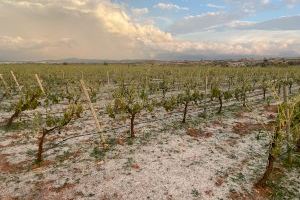 El granizo causa graves daños en 6.000 hectáreas de cultivo de Utiel-Requena
