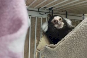 Localizan en Alzira un mono tití abandonado y sin identificación