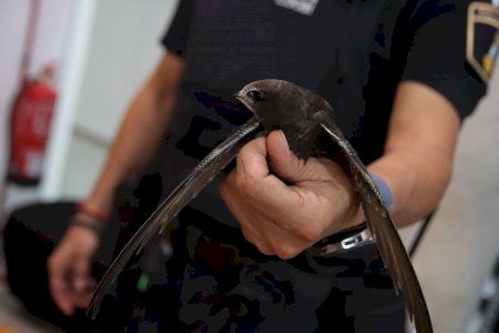 El vecindario de Alaquàs rescata a dos aves protegidas y la Policía Local las traslada al Centro de Recuperación