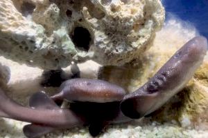 Nacen dos tiburones nodriza de cola corta por primera vez en el Oceanogràfic de València Nacen dos tiburones nodriza de cola corta por primera vez en el Oceanogràfic de València
