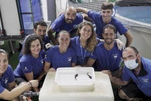 Nacen dos tiburones nodriza de cola corta por primera vez en el Oceanogràfic de València - (foto 2) Nacen dos tiburones nodriza de cola corta por primera vez en el Oceanogràfic de València - (foto 2)