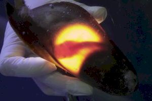 Nacen dos tiburones nodriza de cola corta por primera vez en el Oceanogràfic de València - (foto 3) Nacen dos tiburones nodriza de cola corta por primera vez en el Oceanogràfic de València - (foto 3)