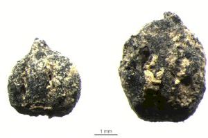 Publicat l’estudi complet del jaciment ibèric de la Casa de la Cabeza de Requena, on s’ha documentat producció de vi fa més de 2.000 anys - (foto 2) Publicat l’estudi complet del jaciment ibèric de la Casa de la Cabeza de Requena, on s’ha documentat producció de vi fa més de 2.000 anys - (foto 2)