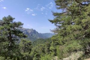 Un nou estudi evidencia que el clima del passat determina la distribució actual dels boscos de zones àrides