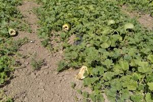 Los agricultores valencianos alertan que los jabalíes disparan en verano los daños agrarios en busca de agua y comida