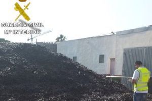 El alto precio de la algarroba dispara los robos en los campos valencianos
