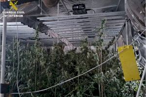 Un incendio destapa una plantación de marihuana en Monóvar