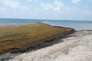El Ayuntamiento de Sueca se reúne con Costas para buscar soluciones al problema de la desembocadura de las acequias en el mar El Ayuntamiento de Sueca se reúne con Costas para buscar soluciones al problema de la desembocadura de las acequias en el mar