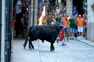 Els bous de Sant Roc de Morella arriben al seu últim dia