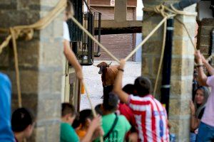 Els bous de Sant Roc de Morella arriben al seu últim dia - (foto 2)