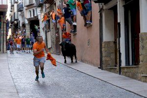 Els bous de Sant Roc de Morella arriben al seu últim dia - (foto 3)