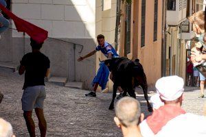 Els bous de Sant Roc de Morella arriben al seu últim dia - (foto 4)