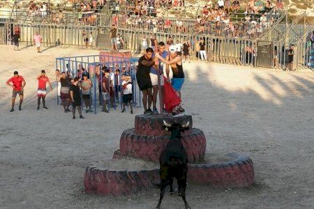 Un home cornejat en els bous al carrer de Moralet (Alacant)