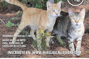 Castelló organiza una jornada para los amantes de los gatos y las colonias callejeras - (foto 2)