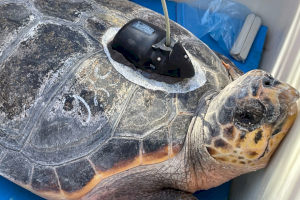 El servicio de vigilancia y socorrismo realiza campañas de concienciación medioambiental con escolares en las playas de Dénia El servicio de vigilancia y socorrismo realiza campañas de concienciación medioambiental con escolares en las playas de Dénia