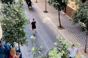 Almassora fitxa noves ramaderies per a donar rellevància a les entrades de vaques en el Roser