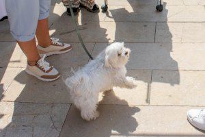 Alfafar lanza una campaña para desarrollar el censo de ADN canino - (foto 2)