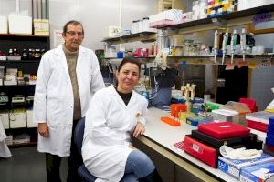 Identifican las células que promueven la formación de vasos sanguíneos y la neurogénesis en el cerebro humano prenatal