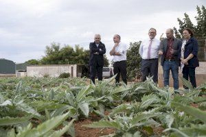 La Diputació reforça el seu suport a la qualitat de la Carxofa de Benicarló i aposta per potenciar la unió de sector primari i gastronomia