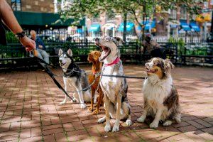 Animalistas exigen derechos para todos los perros sin excepción en Alicante y València