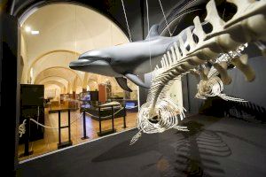 Torrevieja reabre el Museo de Historia Natural con visitas guiadas gratuitas