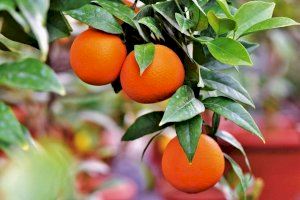 Los citricultores valencianos lamentan que Europa subvencione la agricultura ecológica en Marruecos