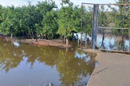 La DANA provoca sinistres en els camps de taronges de la Plana Baixa i Camp de Túria