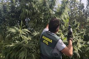 Descubren 900 plantas de marihuana en Alcàsser y Picassent Descubren 900 plantas de marihuana en Alcàsser y Picassent